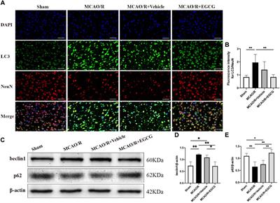 EGCG protects the mouse brain against cerebral ischemia/reperfusion injury by suppressing autophagy via the AKT/AMPK/mTOR phosphorylation pathway